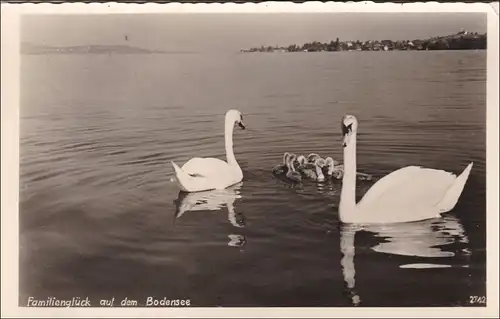 Carte de vue bonheur familial sur le lac de Constance, cygne avec la jeunesse