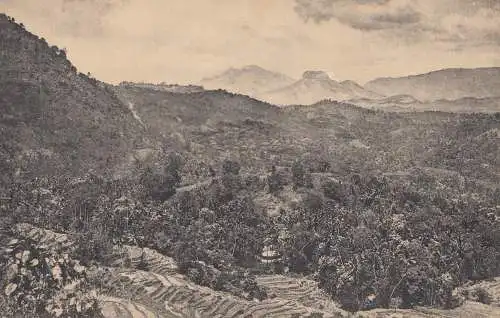 Ceylon: 1921: picture post card 