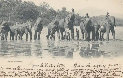 Ceylan: 1904: picture post card: Elephants from Matale to Sonvillier