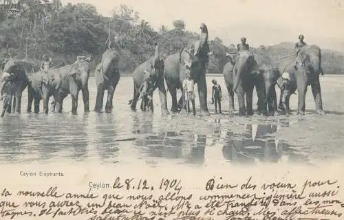 Ceylon: 1904: picture post card: Elephants from Matale to Sonvillier