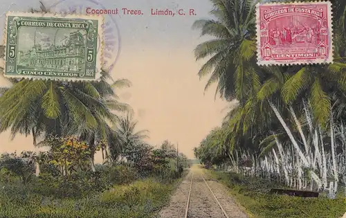Costa Rica: 1935 picture post card Cocoanut Trees Limon