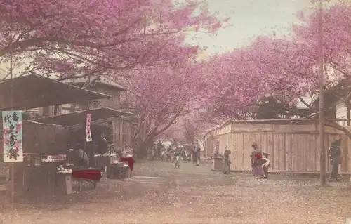 Japon 1920: post card Yokohama, cherry trees, to Thalwil, Switzerland, Perfin