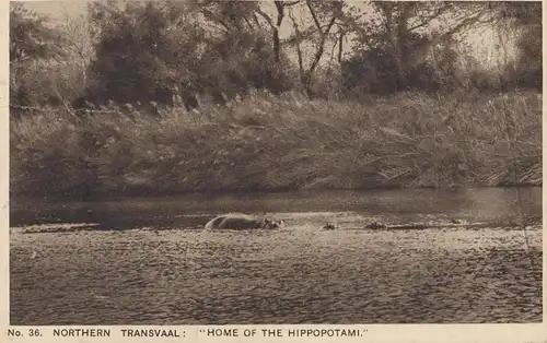 Afrique du Sud 1936: post card Transvaal, Hippopotami to Hertogenbosch