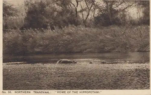 South Africa 1936: post card Transvaal, Hippopotami to Hertogenbosch