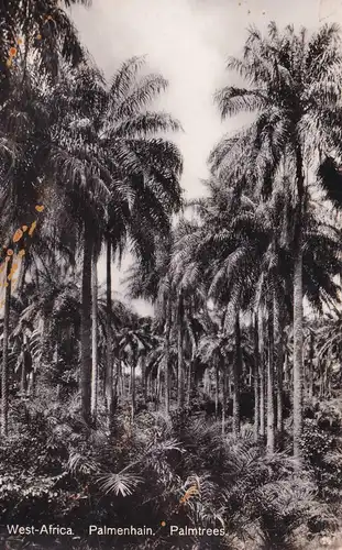 Carte postale de l'Afrique occidentale, courrier maritime S.S. Amstelkerk (1920-1953), vers Halle