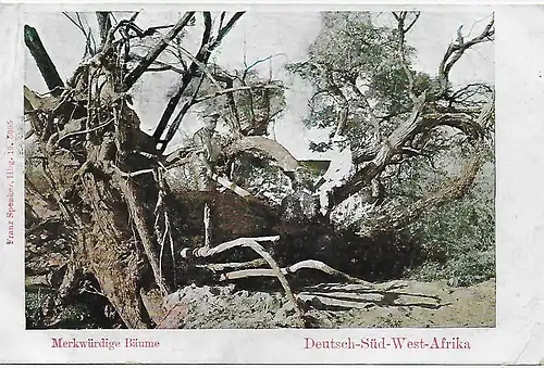 Ansichtskarte Winhoek - merkwürdige Bäume - 1906 nach Berlin, Herero Aufstand