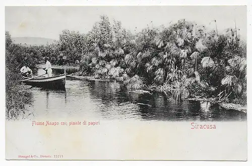 picture post card Siracusa Fiume Anapo con piante di papiri