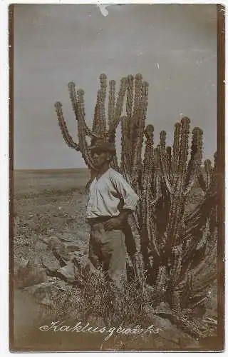 DSWA: Foto-Postkarte Kaktusgewächs 1909 nach Metz, Inf. Reg.