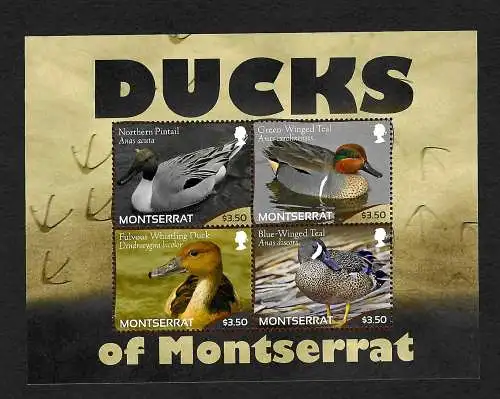 Montserrat: Ducks - Enten - of Montserrat, Block postfrisch