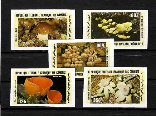 Comores: champignons, mushrooms #762-66, frais