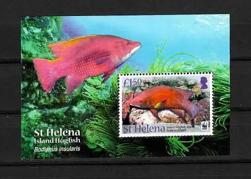 St. Helena: Island Hogfisch, Bodianus insularis, postfrisch, **