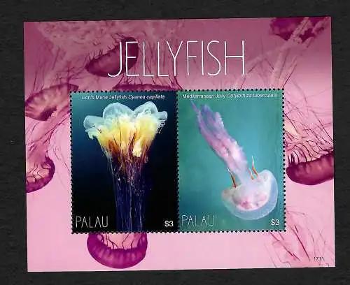 Palau: Jellyfish, Quallen, pstfrisch