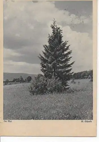 DR: Ansichtskarte Baum im Mai, Nürnberg nach Bern/CH 1938, EF