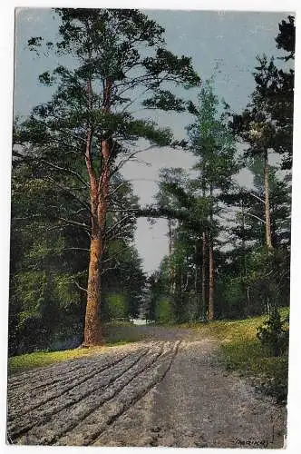 Estland: 1927 Feldweg im Wald, Tallinn