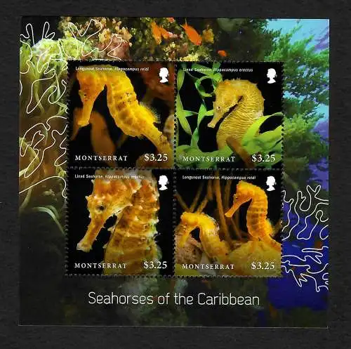 Montserrat: Seepferdchen, Seahorses of the Caribbean, mnh