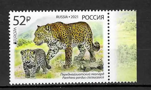 Russland 2021: Europa: Gefährdete Tierwelt, Gepard, **
