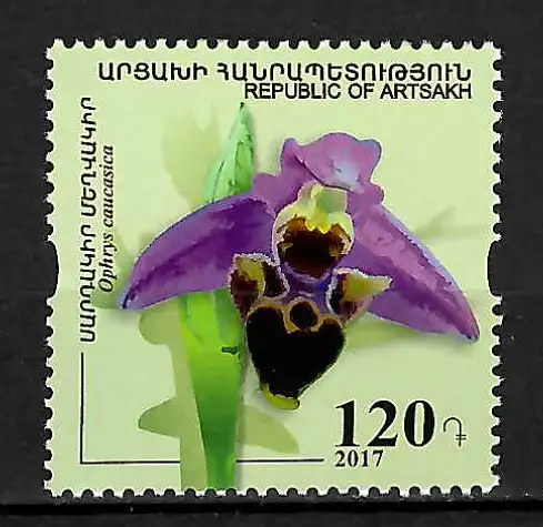 Berg-Karabach 2017: Kaukasus-Ragwurz, **