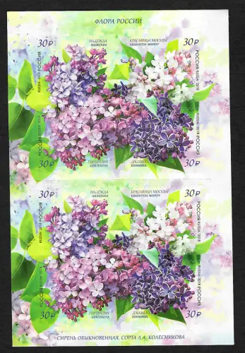 Russland 2018: Einheimische Flora, Flieder, **