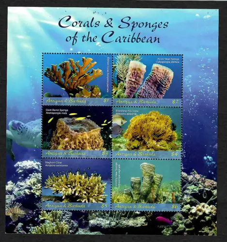 Antigua&Barbuda 2018: Corals and Spnges of the Caribbean, **