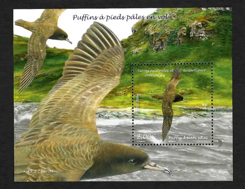 TAAF 2019: Puffin à pieds pales en vol, postfrisch