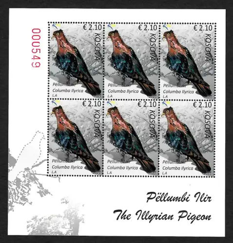 Kosovo 2021: Illyrische Taube, Pellumbi Ilir (Columba Ilyrica), postfrisch