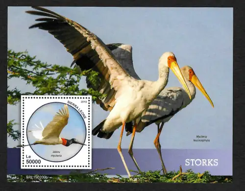 Sierra Leone 2019: Storks, Störche, postfrisch