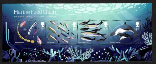 GB 2021: Marine Food Chain, transfer of energy from algae to top predator, **