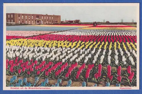 AK Niederlande Blühende Felder mit Hyacinthen