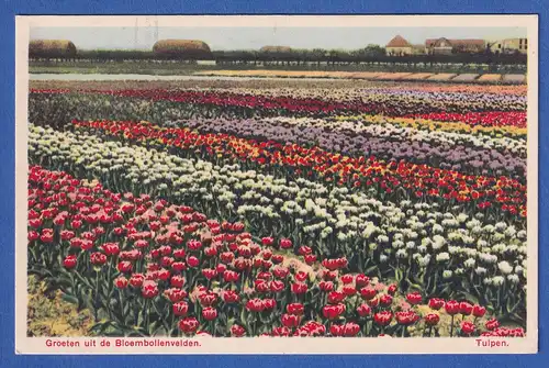AK Niederlande Blühende Felder mit Tulpen