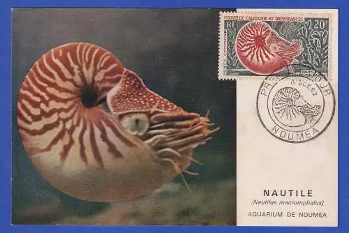 Neukaledonien 1962 Nautilus Mi.-Nr. 383 auf Ersttags-Maximumkarte So.-O NOUMEA