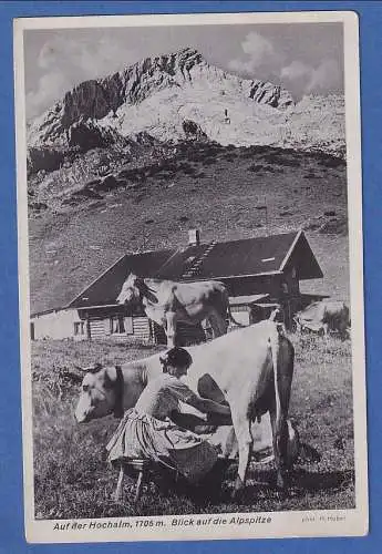 Alte AK Bayern Kühe auf der Hochalm vor der Alpspitze, ungelaufen 