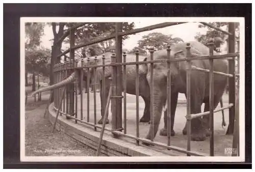 [Echtfotokarte schwarz/weiß] Dt- Reich (022115) AK Zoo Köln mit Werbestempel Wehrkampftage der SA 1939, Berlin am 21.-23., gelaufen. 