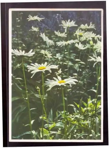 [Propagandapostkarte] Ak (022937) Reichsgartenschau Stuttgart 1939, Margueriten inder Staudenvergleichsschau, blanco gest.mit SST am 4.5.1939. 