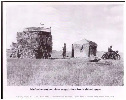 Dt- Reich (020659) Propaganda, Bilderdienst Weber Leipzig, Brieftaubenstation einer ungarischen Nachrichtentruppe