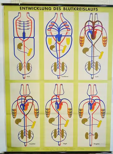 Vintage Rollkarte Entwicklung des Blutkreislaufs Medizin Lehrkarte Wandtafel