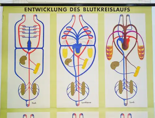 Vintage Rollkarte Entwicklung des Blutkreislaufs Medizin Lehrkarte Wandtafel