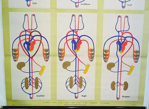 Vintage Rollkarte Entwicklung des Blutkreislaufs Medizin Lehrkarte Wandtafel