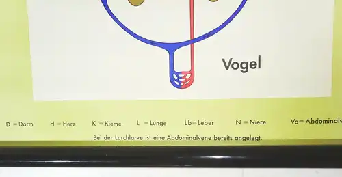 Vintage Rollkarte Entwicklung des Blutkreislaufs Medizin Lehrkarte Wandtafel