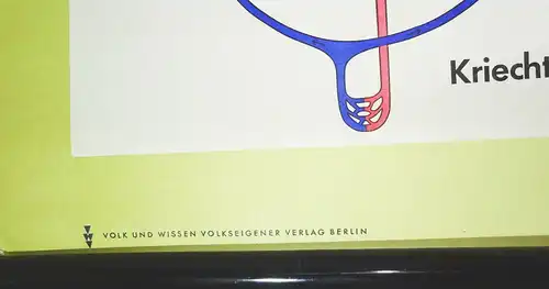 Vintage Rollkarte Entwicklung des Blutkreislaufs Medizin Lehrkarte Wandtafel 