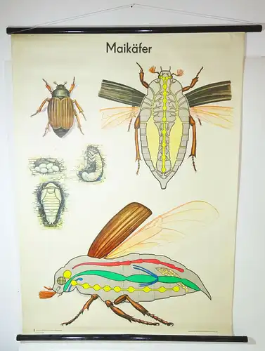 Vintage Rollkarte  Maikäfer Lehrkarte Wandtafel Schulwandkarte Deko