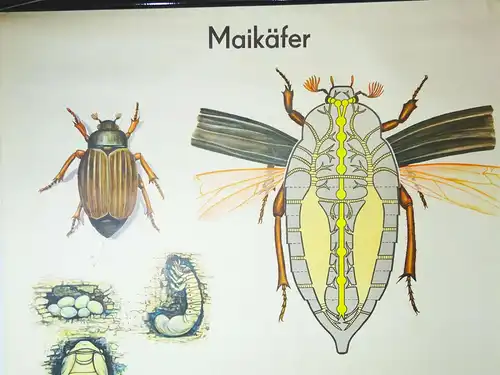 Vintage Rollkarte  Maikäfer Lehrkarte Wandtafel Schulwandkarte Deko