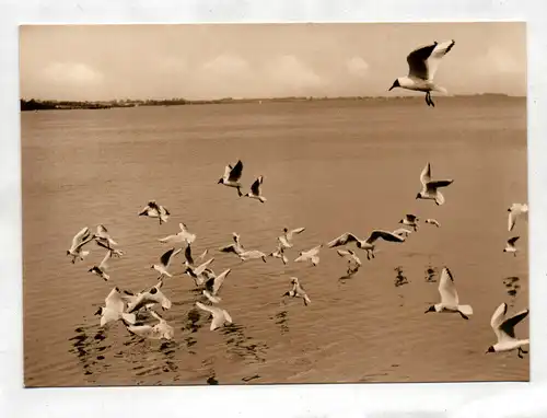 Ak Foto Möwen am Ostseestrand Echfoto Ansichtskarte Ostsee