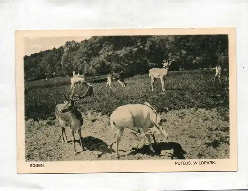 Ak Rügen Putbus Wildpark