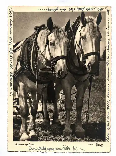 Ak Foto Pferde Kameraden Feldpost Hoyerswerda 1941