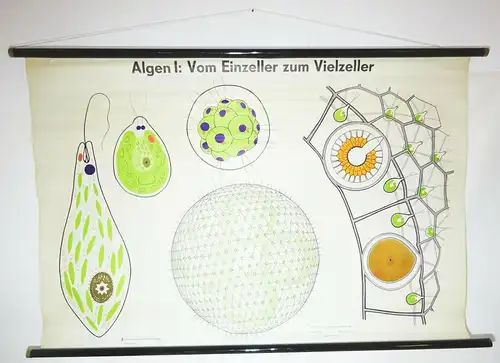 Vintage Rollkarte Algen I vom Einzeller zum Vielzeller Wandtafel DDR deko (31