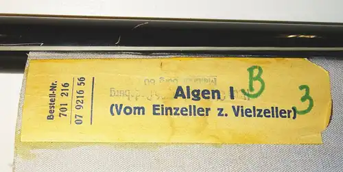 Vintage Rollkarte Algen I vom Einzeller zum Vielzeller Wandtafel DDR deko (31