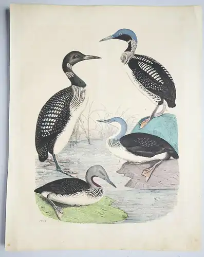 Kolorierte Lithografie - Sturmtaucher Wasservögel - 1851 (D7