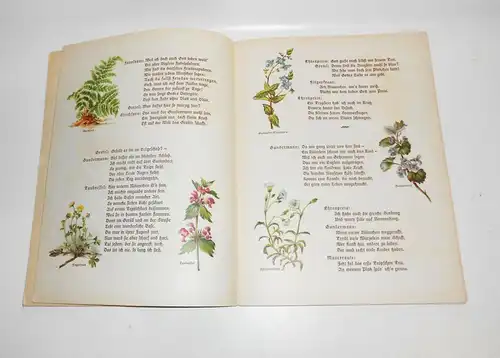 J.M.v.Koenneritz - Auf blumiger Au - Ein Pflanzenbilderbuch mit Versen um 1930 !