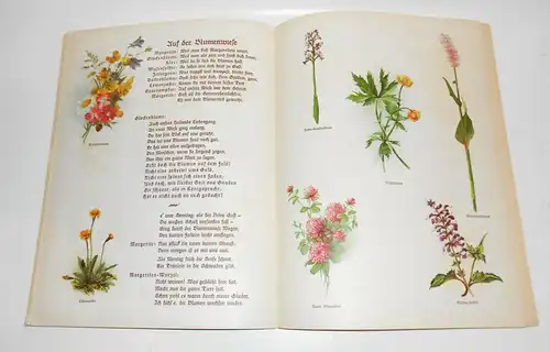 J.M.v.Koenneritz - Auf blumiger Au - Ein Pflanzenbilderbuch mit Versen um 1930 !