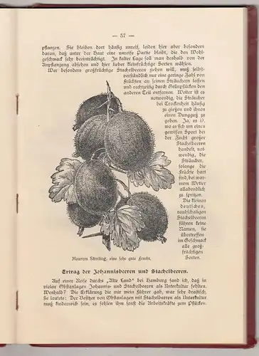 Rationelle Pflege unseres Beerenobstes um 1910 Fachbuch von R. Betten Garten !